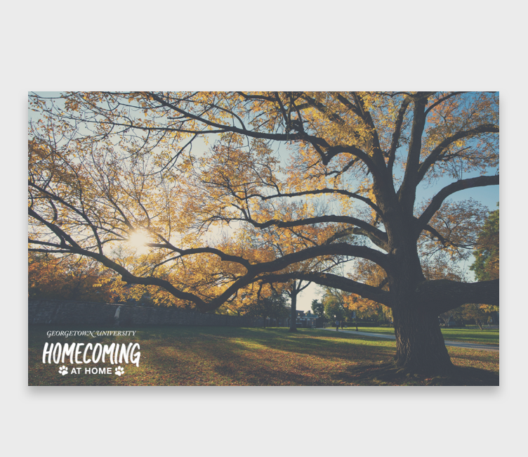 fall tree zoom background