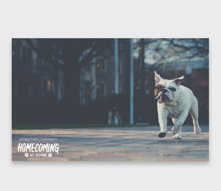 jack the bulldog running
